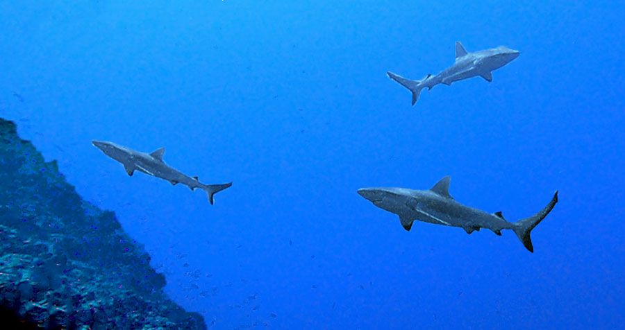 Le trou aux requins
