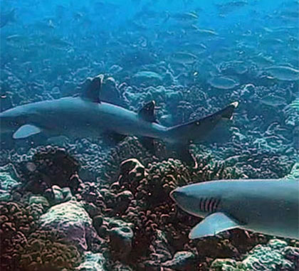 Tikehau la plong&eacute;e