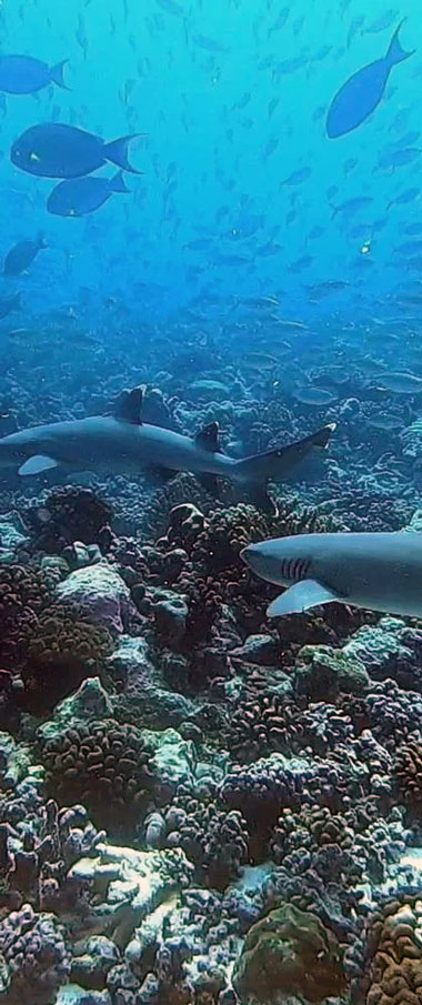 Tikehau la plong&eacute;e