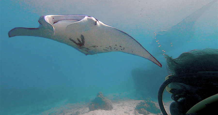 Baptême avec les Raies Manta