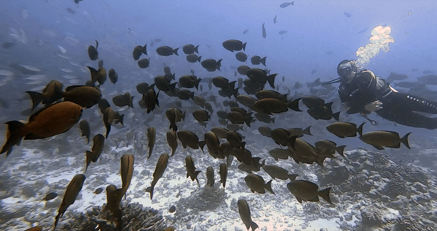 Niveau 1 & Open Water