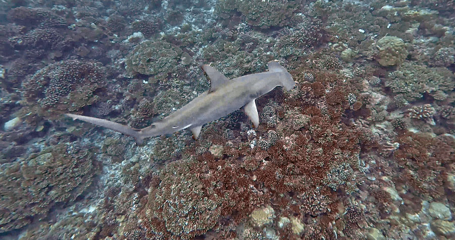 La passe Tuheiava POITO - la bouée