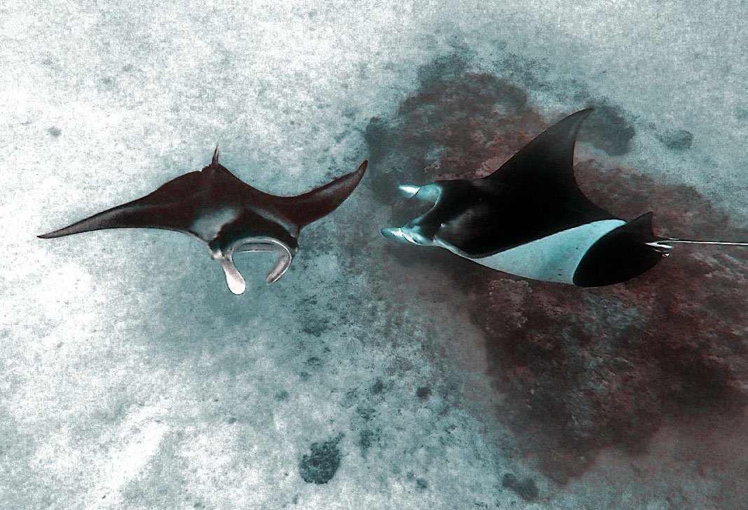 Snorkeling Tour avec les Raies Manta